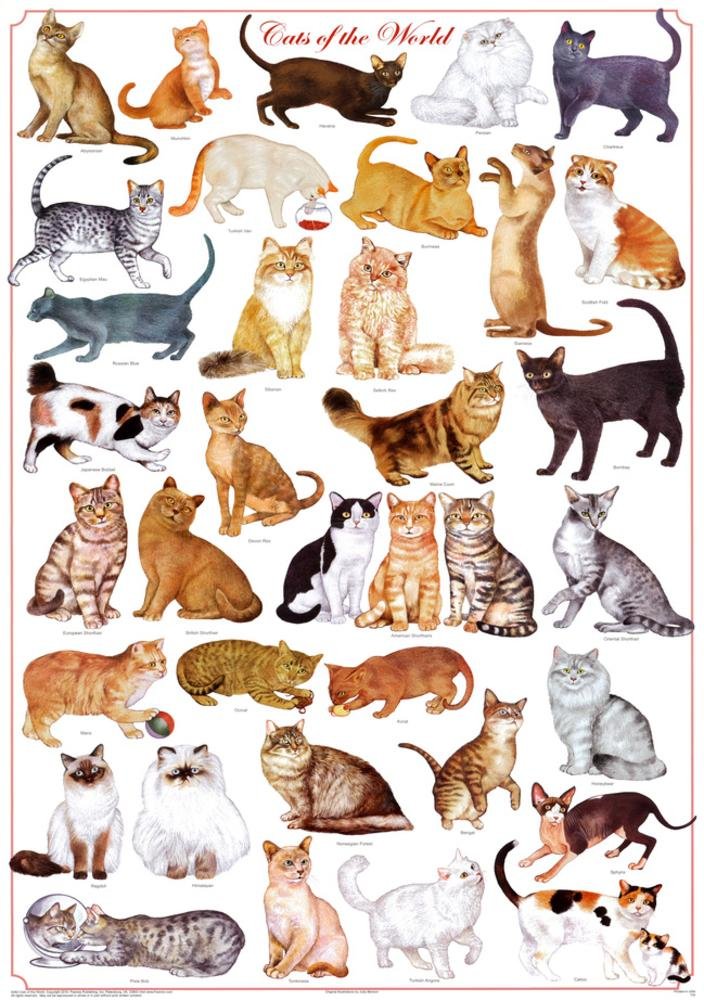 Amazon.com: (24 x 36) Cats of the World - Felines Poster